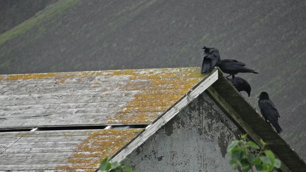 Esjan Villa Kjalarnes Buitenkant foto